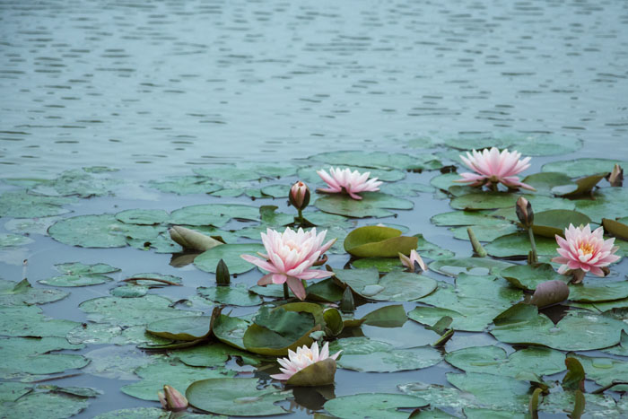 西奧多公益植樹活動(dòng)